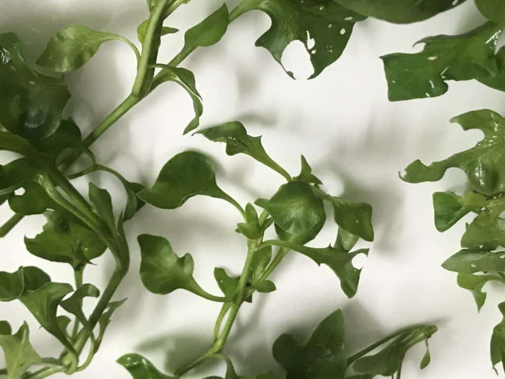 Siamese Watercress