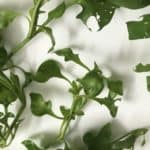 Siamese Watercress